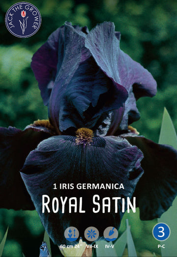 Iris Germanica Royal Satin
