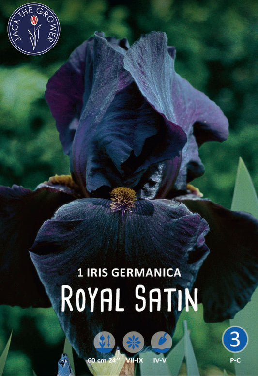 Iris Germanica Royal Satin
