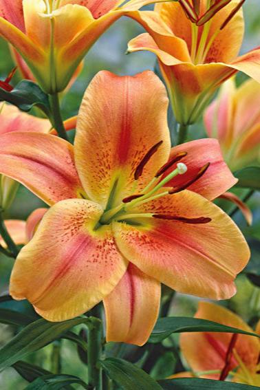 Lilium Montego Bay Jack the Grower