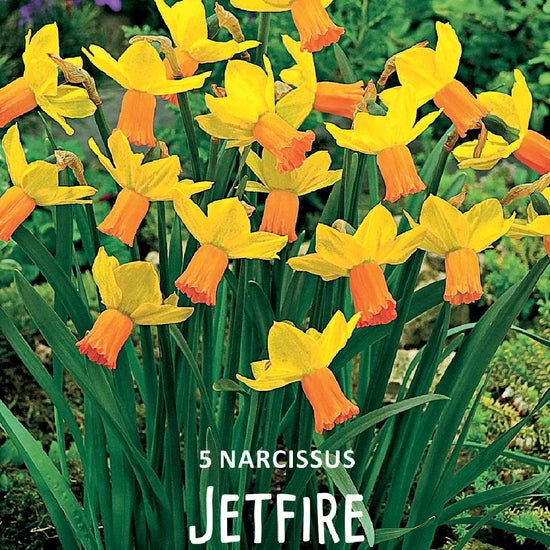 Narcissus Jetfire Jack the Grower