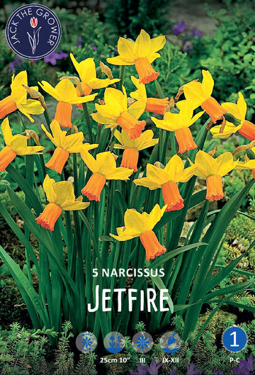 Narcissus Jetfire Jack the Grower