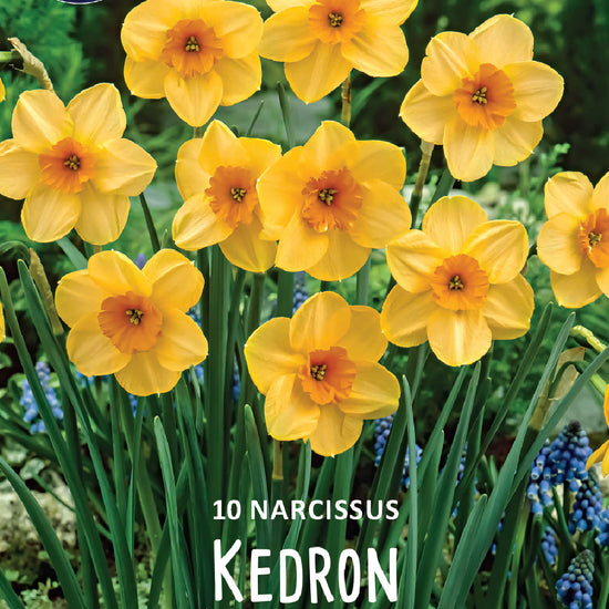 Narcissus Kedron Jack the Grower
