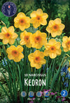 Narcissus Kedron Jack the Grower