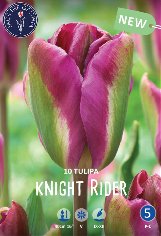 Tulipa Knight Rider Jack the Grower