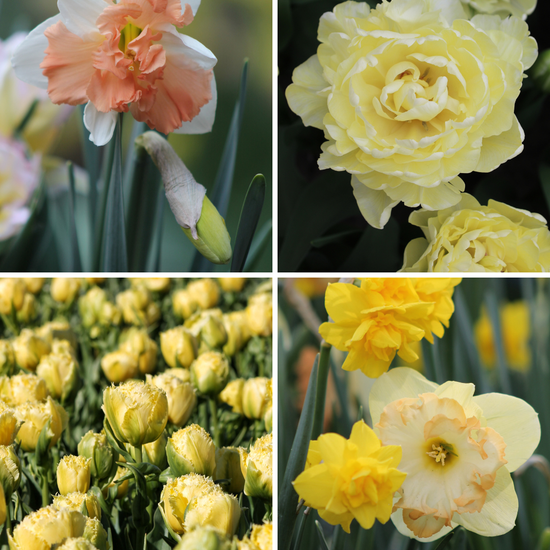 Package: Sunny Affair