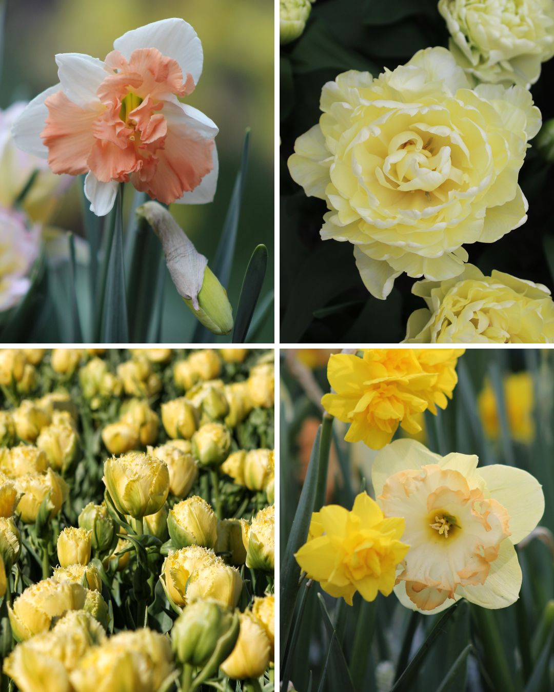 Package: Sunny Affair