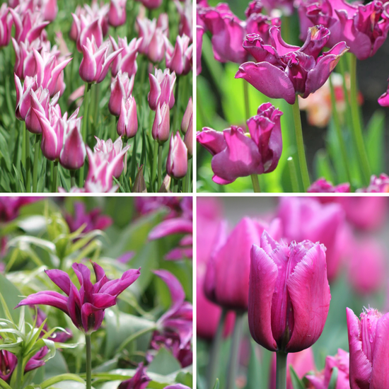 Package: Purple Party Jack the Grower