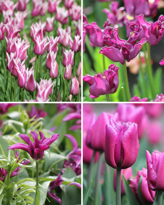 Package: Purple Party Jack the Grower