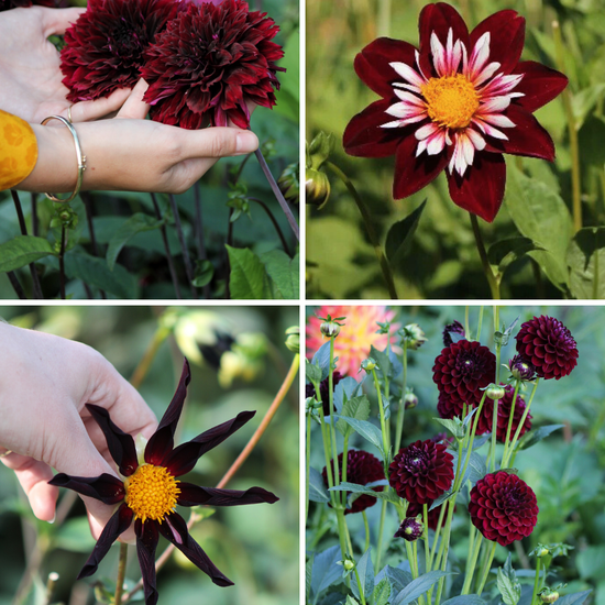 Package: Midnight Velvet Jack the Grower