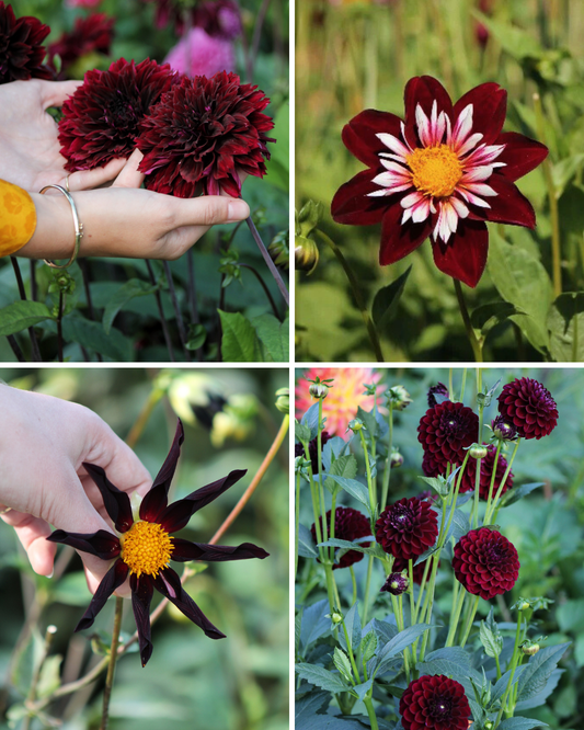 Package: Midnight Velvet Jack the Grower