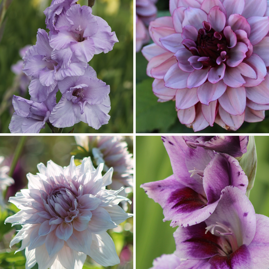 Package: Lilac Dream Jack the Grower