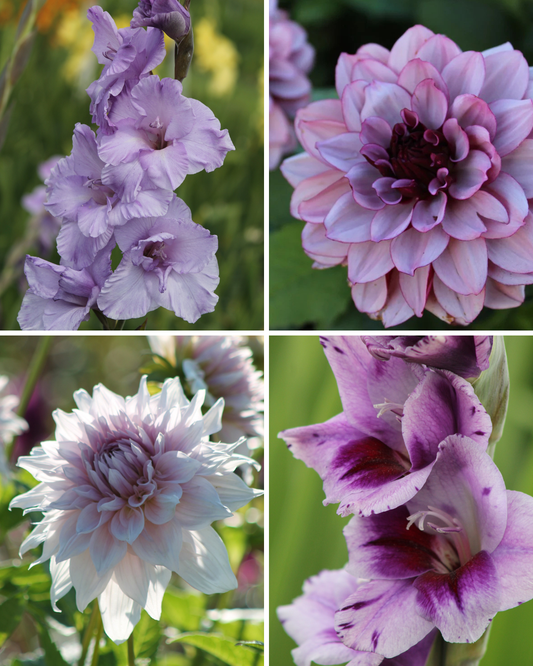 Package: Lilac Dream Jack the Grower