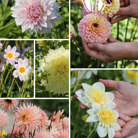 Package: The Easter Garden Collection Jack the Grower