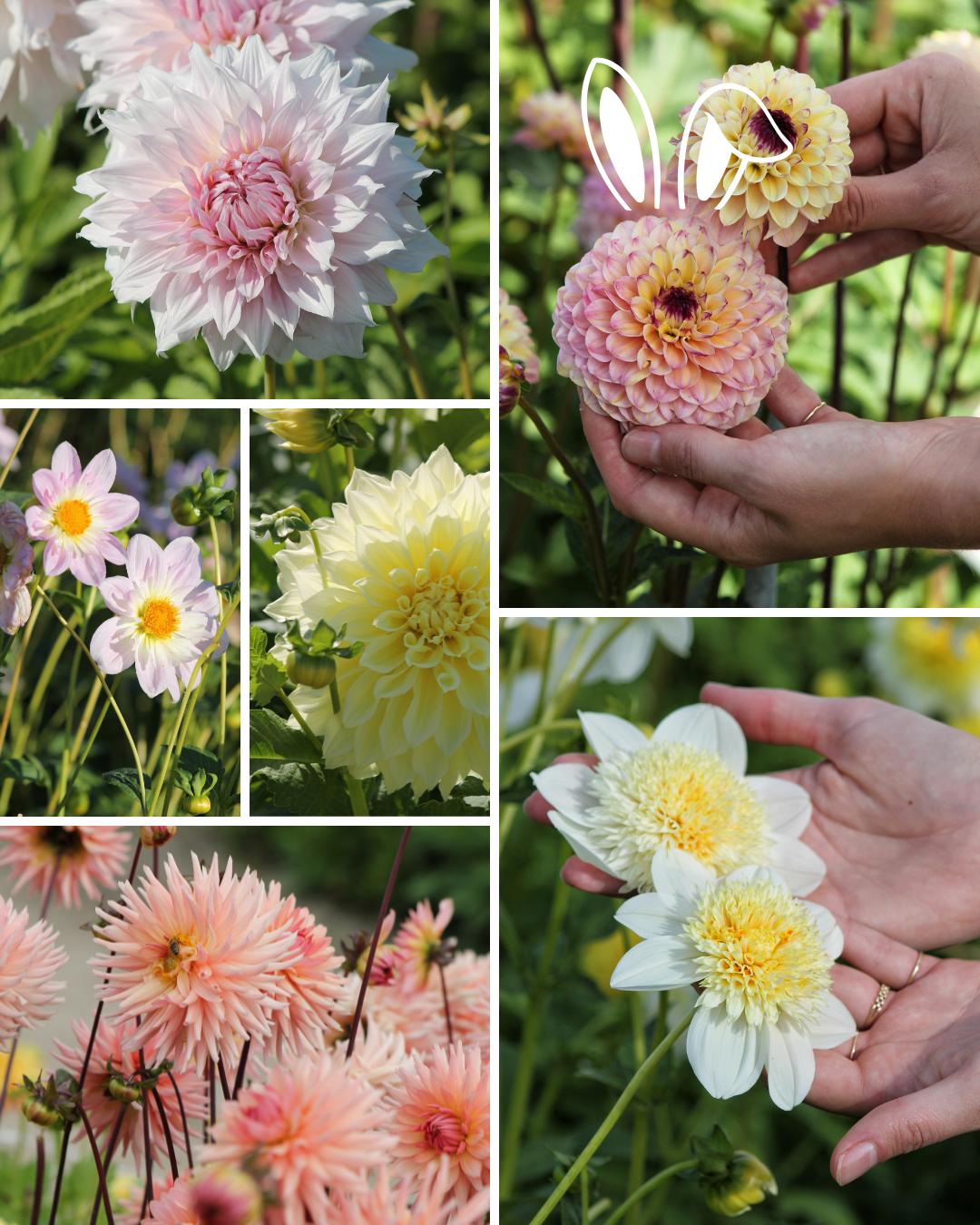 Package: The Easter Garden Collection Jack the Grower