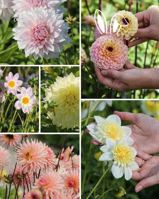 Package: The Easter Garden Collection Jack the Grower