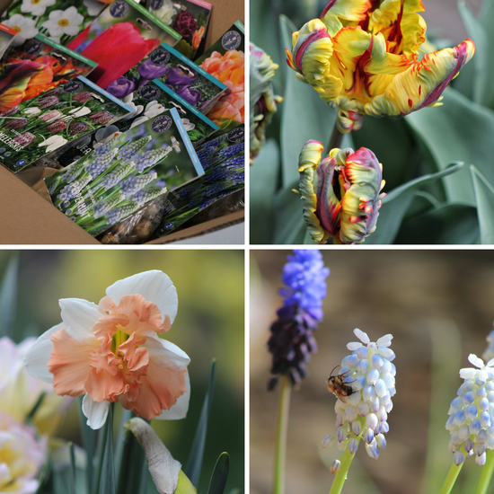 Mystery Box Jack the Grower