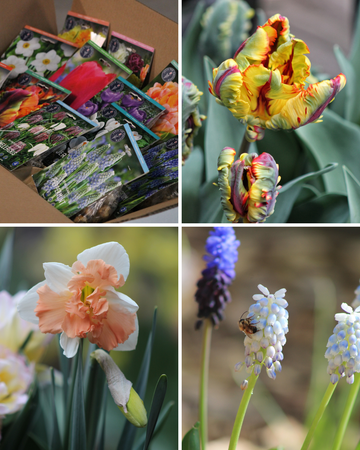 Mystery Box Jack the Grower