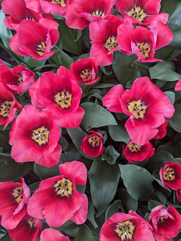 Tulipa Dame van Eyck Jack the Grower