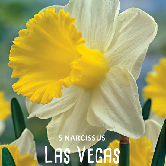 Narcissus Las Vegas Jack the Grower