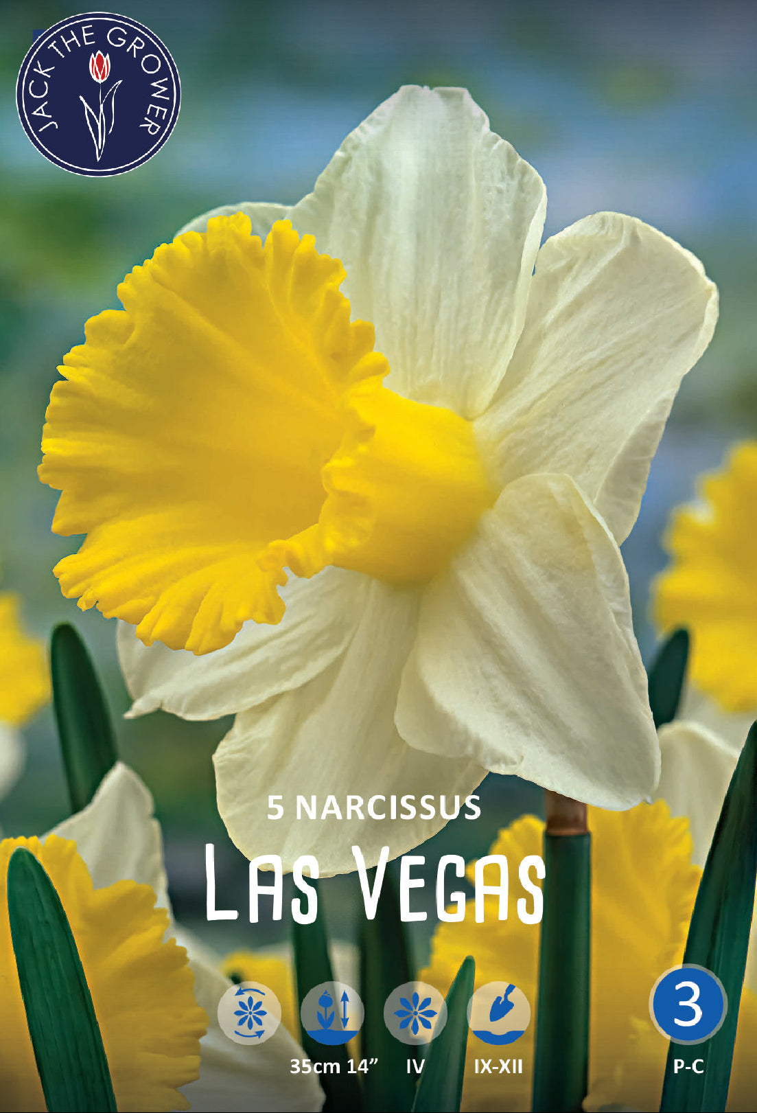 Narcissus Las Vegas Jack the Grower