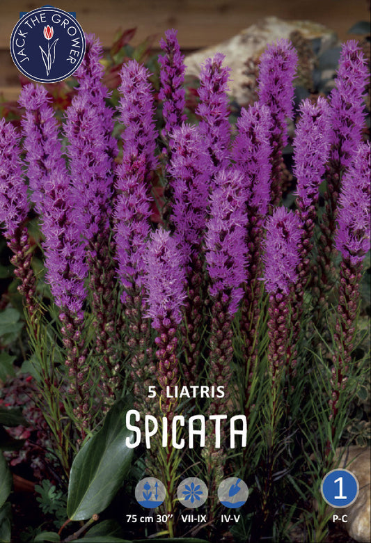 Liatris Spicata