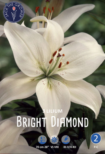 Lilium Bright Diamond