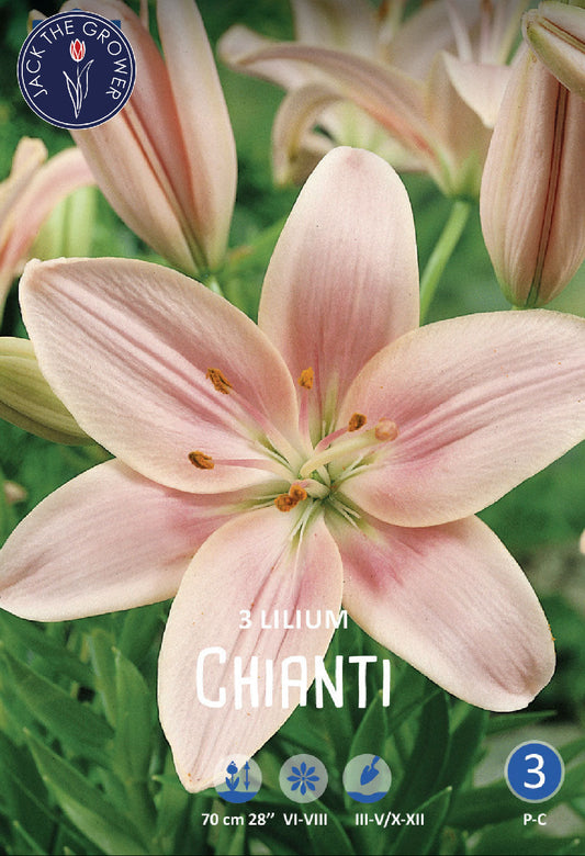 Lilium Chianti