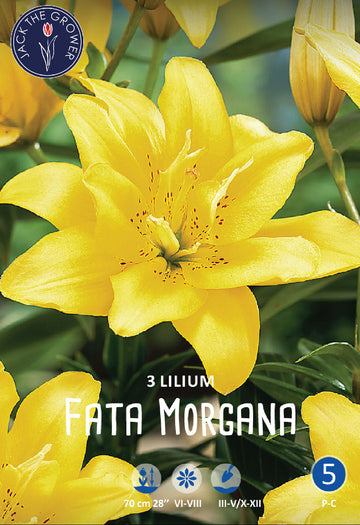 Lilium Fata Morgana