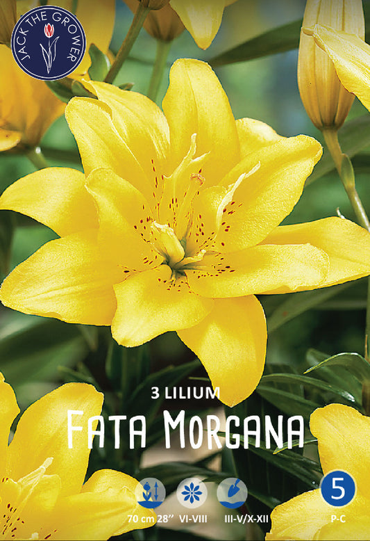 Lilium Fata Morgana