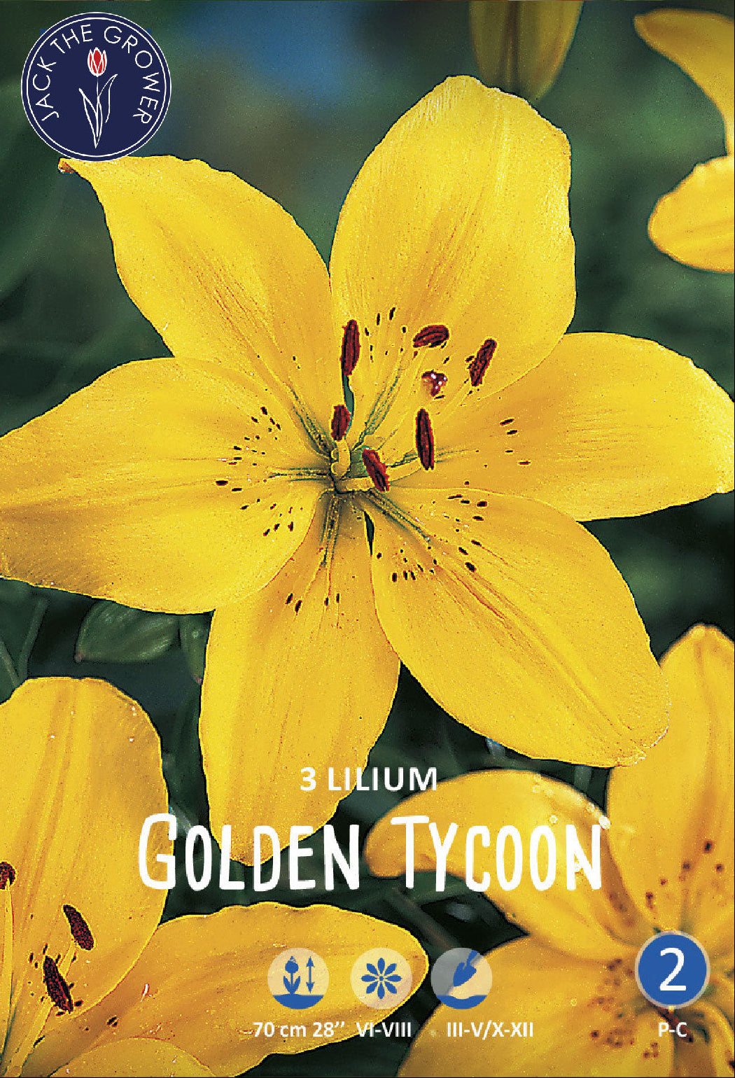 Lilium Golden Tycoon – Jack the Grower