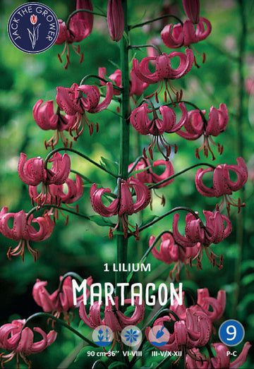 Lilium Martagon