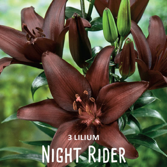 night rider lily flower Lilium Night Rider – Jack the Grower