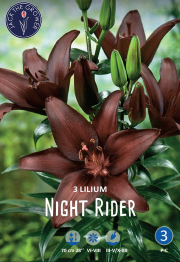 Lilium Night Rider