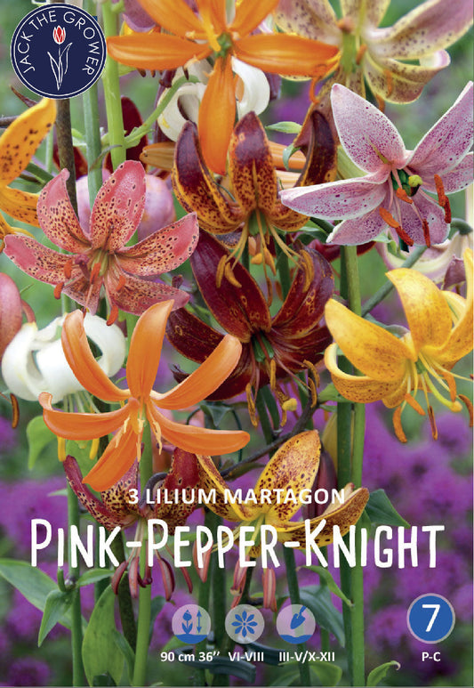 Lilium Martagon Pink-Pepper-Knight