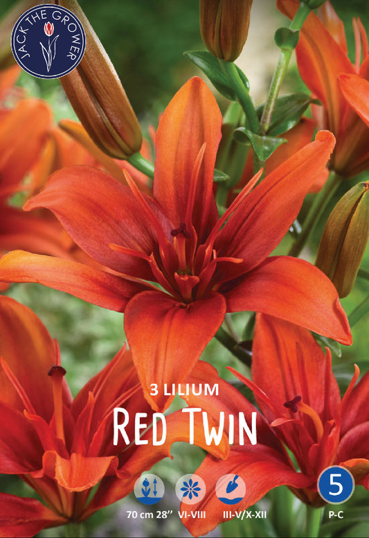 Lilium Red Twin