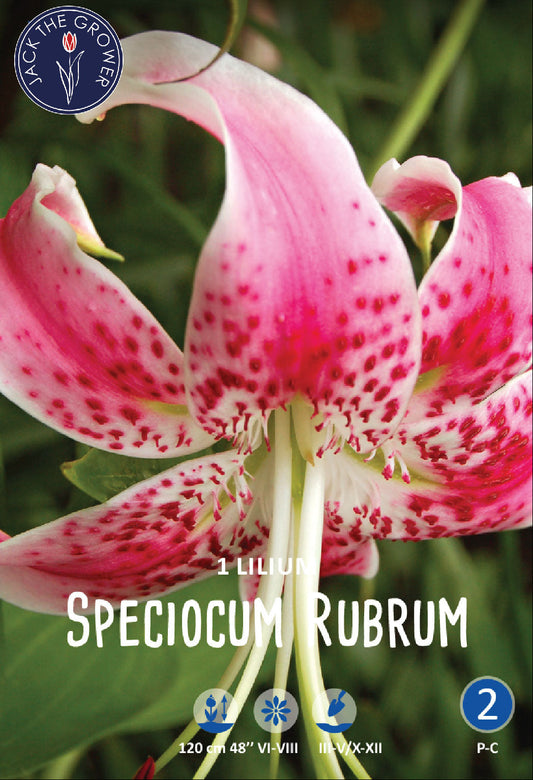 Lilium Speciosum Rubrum