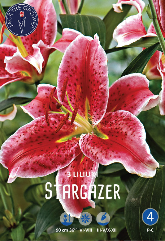 Lilium Stargazer