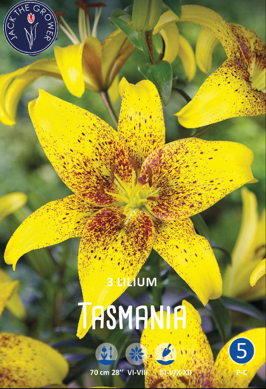 Lilium Tasmania