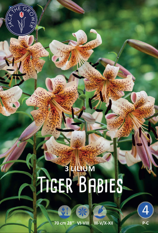 Lilium Tiger Babies