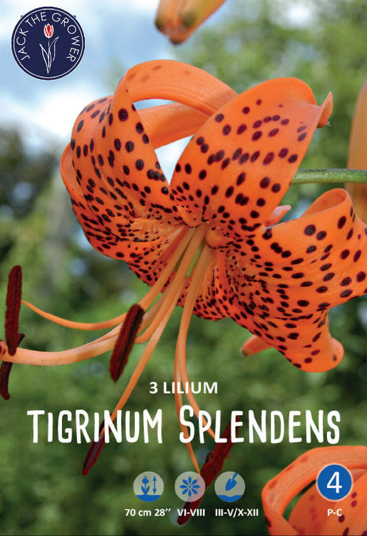 Lilium Tigrinum Splendens