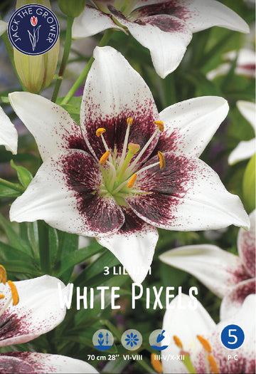 Lilium White Pixels