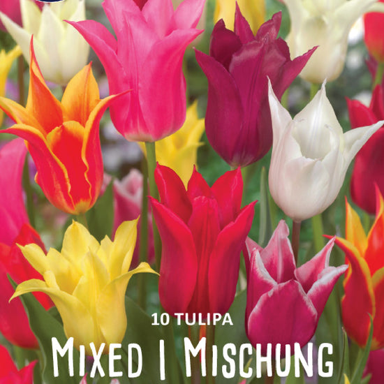 Tulipa Lily Flowering Mixed Jack the Grower