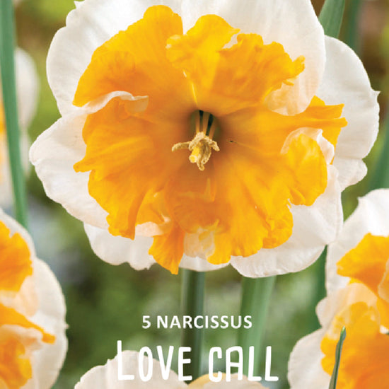 Narcissus Love Call Jack the Grower