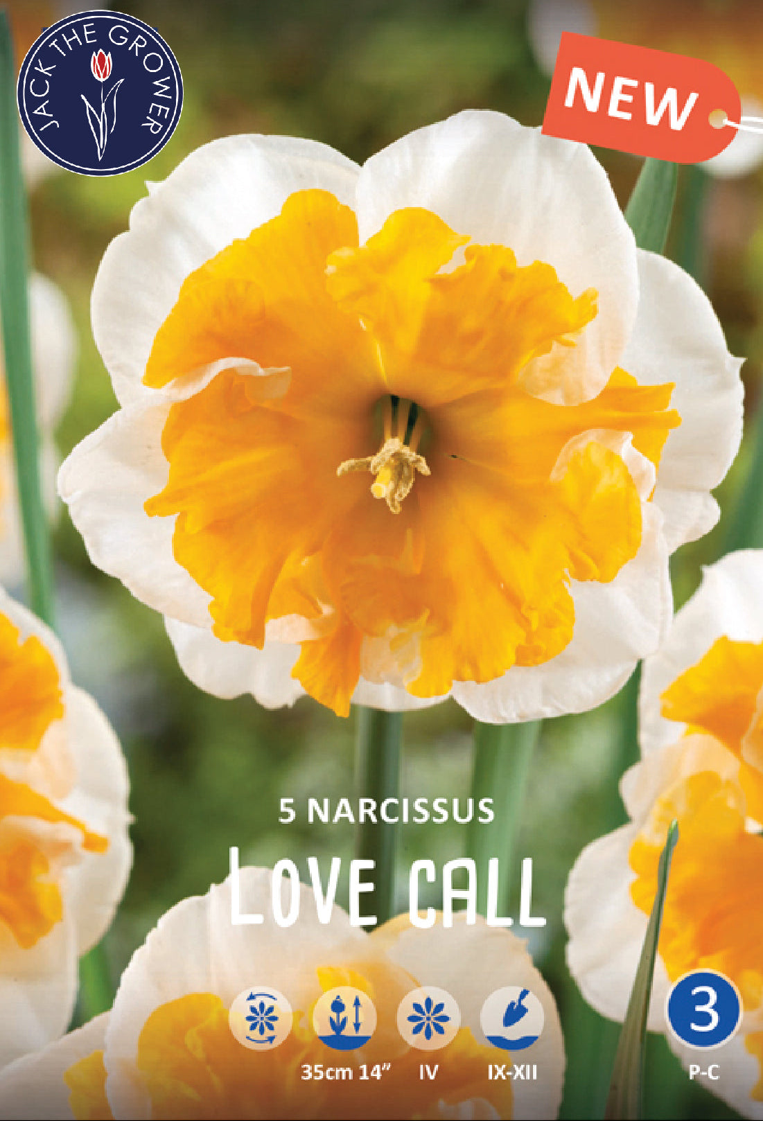 Narcissus Love Call Jack the Grower