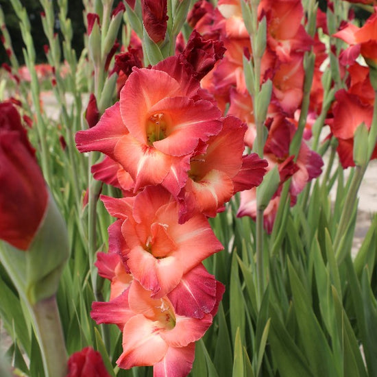 Gladiolus Mohican Jack the Grower