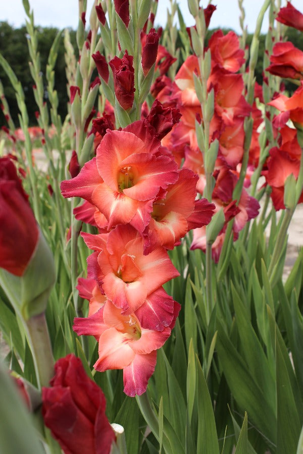 Gladiolus Mohican Jack the Grower