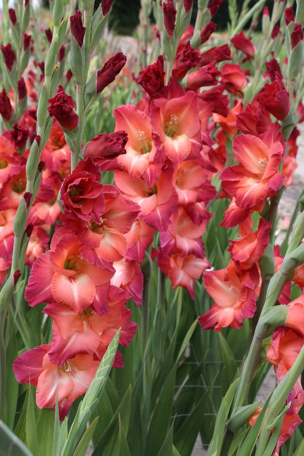 Gladiolus Mohican Jack the Grower