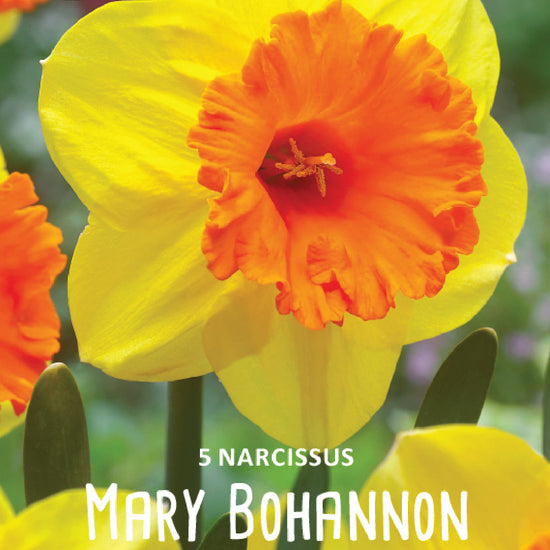 Narcissus Mary Bohannon Jack the Grower