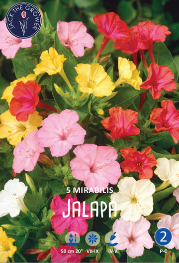 Mirabilis Jalapa