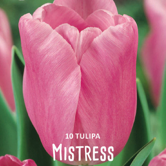 Tulipa Mistress Jack the Grower